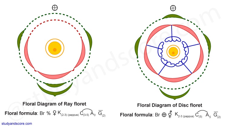 Floral diagram, asteraceae, compositae, floral formula